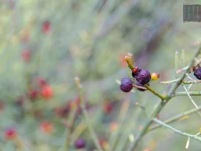 Bacche rosse di ginestrella crescono rigogliose in Strada Pezze del Sole